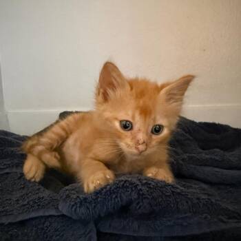 Frosted Flakes -  Domestic Short Hair Cat for Adoption in Boerne, Texas - Frosted Flakes | PetCurious