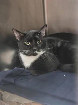 Sincere -  Domestic Short Hair Cat for Adoption in Largo, Florida - Sincere | PetCurious