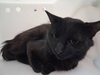 BUBBA -  Domestic Medium Hair Cat for Adoption in Santa Fe, New Mexico - BUBBA | PetCurious