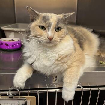 ZOÉ (CR/SC) -  Domestic Medium Hair Cat for Adoption in Sainte-angèle-de-monnoir, Quebec - ZOÉ (CR/SC) | PetCurious