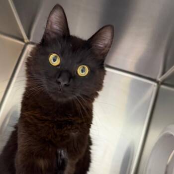 Domestic Medium Hair Cats Available for Adoption in Milton, Florida - Lester | PetCurious
