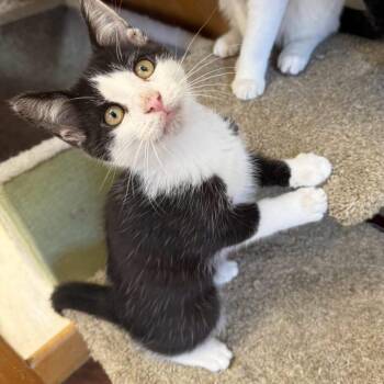 Jerry -  Domestic Short Hair Cat for Adoption in Howes Cave, New York - Jerry | PetCurious