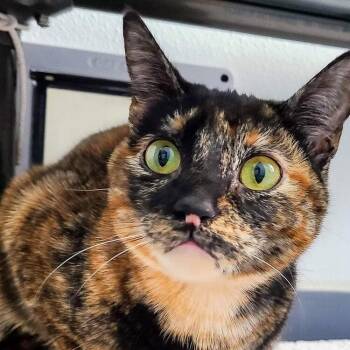 MauMau -  Extra Toes Cat Hemingway Polydactyl and Manx Cat for Adoption in Brighton, Missouri - MauMau | PetCurious