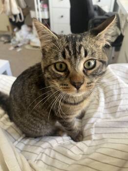Domestic Short Hair Cats Available for Adoption - Juicebox | PetCurious