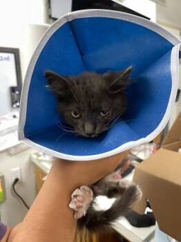 Earl -  Domestic Long Hair Cat for Adoption in Chico, California - Earl | PetCurious