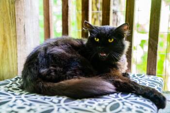 Bosley -  Domestic Medium Hair Cat for Adoption in Morgantown, West Virginia - Bosley | PetCurious