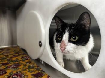 BUTTON -  Domestic Short Hair Cat for Adoption in Orlando, Florida - BUTTON | PetCurious