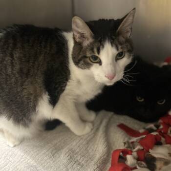 Rescue Domestic Short Hair Cats for Adoption in Morgan Hill, California - Trent | PetCurious