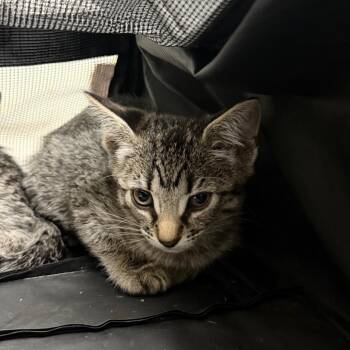 Ria -  Domestic Short Hair Cat for Adoption in Philadelphia, Pennsylvania - Ria | PetCurious