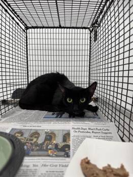 Rescue Domestic Short Hair Cats for Adoption in Fort Lauderdale, Florida - ACE | PetCurious