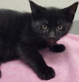 Raven -  Domestic Short Hair Cat for Adoption in Eugene, Oregon - Raven | PetCurious