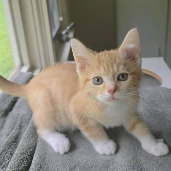Cheeze-balls CI 14 -  Domestic Short Hair Cat for Adoption in Union, Missouri - Cheeze-balls CI 14 | PetCurious