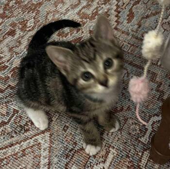 Ivy -  Tabby and Domestic Short Hair Cat Available for Adoption in Buford, Georgia - Ivy | PetCurious