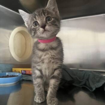 Rayna -  Domestic Short Hair Cat for Adoption in Chattanooga, Tennessee - Rayna | PetCurious