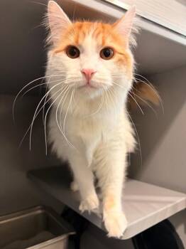 Domestic Short Hair Cats Available for Adoption in Leesburg, Virginia - JASPER | PetCurious