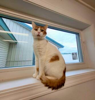 Mac -  Domestic Short Hair Cat for Adoption in Shelby, Michigan - Mac | PetCurious