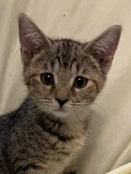 Domestic Short Hair Cats Available for Adoption in Connelly Springs, North Carolina - Hannah | PetCurious