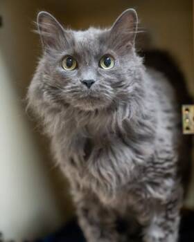 Stormy -  Domestic Medium Hair and Domestic Short Hair Cat for Adoption in Pequot Lakes, Minnesota - Stormy | PetCurious