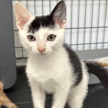 Tim -  Domestic Short Hair Cat for Adoption in Houston, Texas - Tim | PetCurious