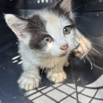 Slushie -  Domestic Short Hair Cat for Adoption in Mooresville, North Carolina - Slushie | PetCurious