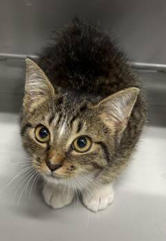 If 1 Dre -  Domestic Short Hair Cat for Adoption in Lawrenceville, Georgia - If 1 Dre | PetCurious