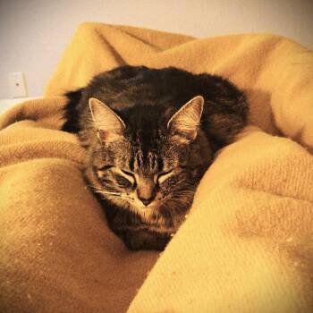 Domestic Short Hair Cats Available for Adoption in Candler, North Carolina - Misters | PetCurious