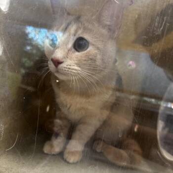 Domestic Short Hair Cats Available for Adoption in Philadelphia, Pennsylvania - Pastina | PetCurious