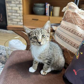 Rescue Domestic Short Hair Cats for Adoption in New Berlin, Wisconsin - Flick | PetCurious