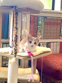 Rescue Domestic Short Hair Cats for Adoption in Villa Park, California - Crème Brulee | PetCurious