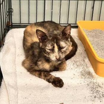 Jaguar -  Domestic Short Hair Cat for Adoption in Freeport, Florida - Jaguar | PetCurious