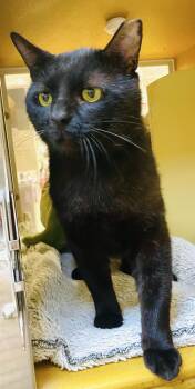 Domestic Short Hair Cats Available for Adoption - Sugar Ray | PetCurious