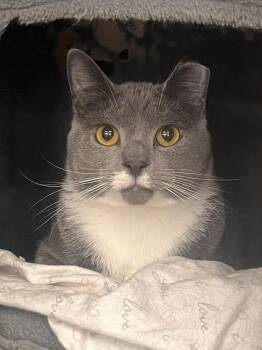 Shade -  Domestic Short Hair Cat Available for Adoption in Acworth, Georgia - Shade | PetCurious