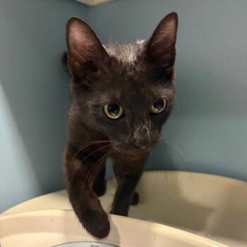 Domestic Short Hair Cats Available for Adoption in Chattanooga, Tennessee - Prairie | PetCurious