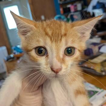 Odysseus -  Domestic Short Hair Cat for Adoption in Huntsville, Arkansas - Odysseus | PetCurious