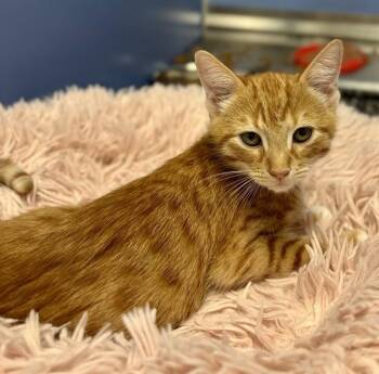 CRUSH -  Domestic Short Hair Cat for Adoption in Kalamazoo, Michigan - CRUSH | PetCurious
