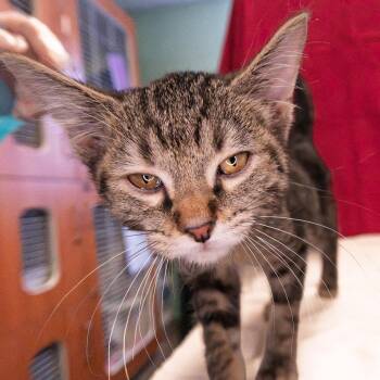 Muffin -  Domestic Short Hair Cat for Adoption in South Elgin, Illinois - Muffin | PetCurious
