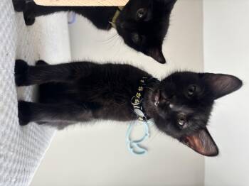 Domestic Short Hair Cats Available for Adoption in Lemont, Illinois - Storm | PetCurious