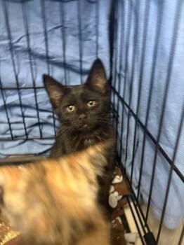 Piper -  Domestic Short Hair Cat for Adoption in Cincinnati, Ohio - Piper | PetCurious