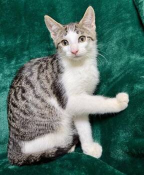 Marty -  Domestic Short Hair Cat Available for Adoption in Gary, Indiana - Marty | PetCurious