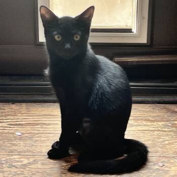 Rescue Domestic Short Hair Cats for Adoption in Rocky Mount, Virginia - Chili | PetCurious