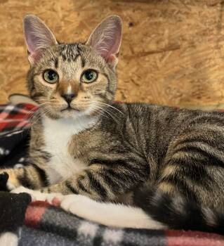 Rescue Domestic Short Hair Cats for Adoption in Sneads Ferry, North Carolina - Flossie | PetCurious