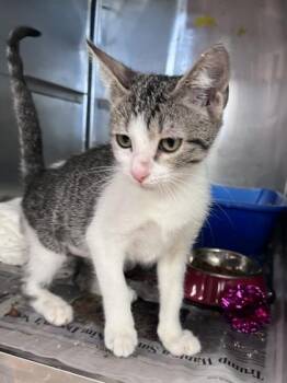 Tuna -  Domestic Medium Hair and Domestic Short Hair Cat for Adoption in Houston, Texas - Tuna | PetCurious