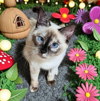 Snowshoe Cats Available for Adoption - Hamari | PetCurious