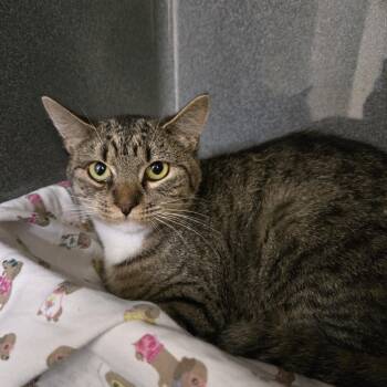 Domestic Short Hair Cats Available for Adoption - Marnie | PetCurious
