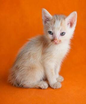 Puck -  Domestic Short Hair Cat for Adoption in Columbia, Tennessee - Puck | PetCurious