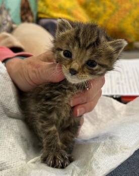 Sookie -  Domestic Short Hair Cat for Adoption in Portland, Indiana - Sookie | PetCurious