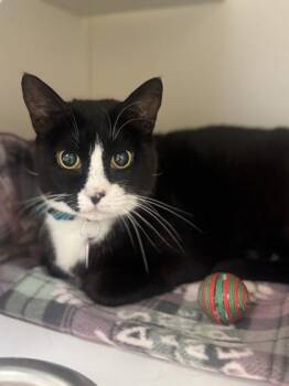 Rescue Domestic Short Hair Cats for Adoption in Stanwood, Washington - Kitty | PetCurious