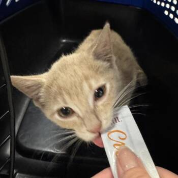 Erin Jeanne Mcbiscuits -  Domestic Short Hair Cat for Adoption in Des Moines, Iowa - Erin Jeanne Mcbiscuits | PetCurious