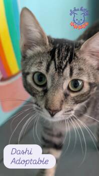 Dashi -  Domestic Short Hair Cat for Adoption in Honolulu, Hawaii - Dashi | PetCurious