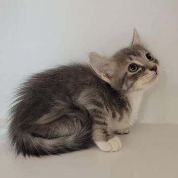 Vintage -  Domestic Medium Hair Cat for Adoption in Phoenix, Arizona - Vintage | PetCurious